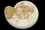 Jurassic Ammonite (Perisphinctes) Fossil - Madagascar #152793-1